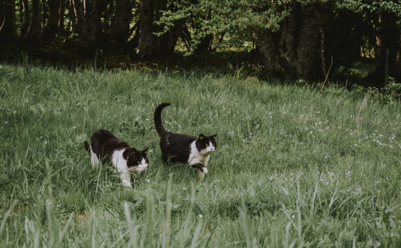 A picture of two adorable cats in a yard, possibly in Elkins, WV.