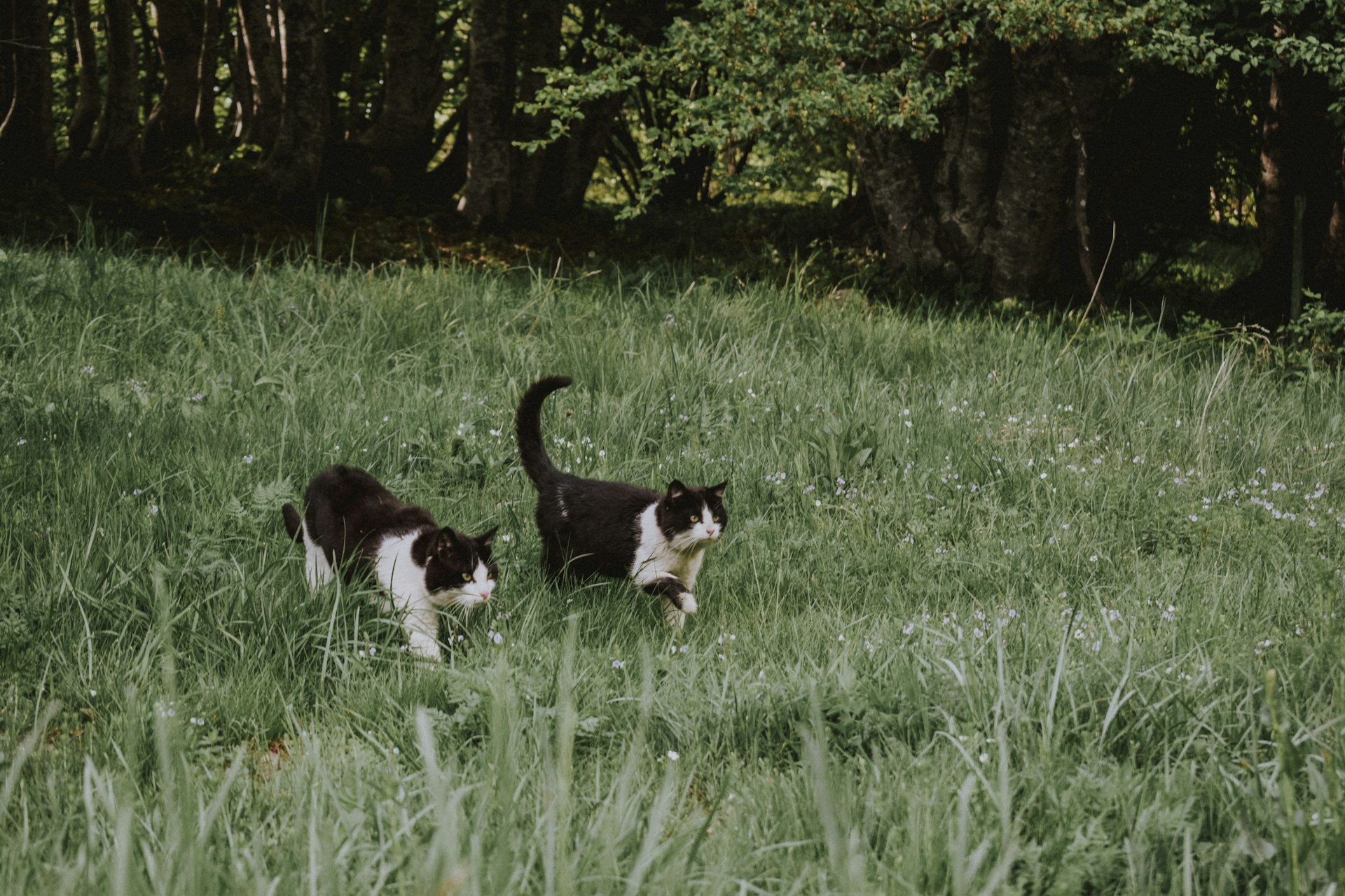 A picture of two adorable cats in a yard, possibly in Elkins, WV.